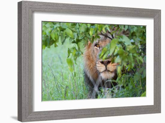 Portrait Of A Stalking Male Lion Hiding Behind A Bush Showing Only One Eye-Karine Aigner-Framed Photographic Print