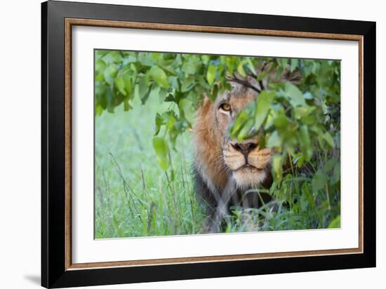 Portrait Of A Stalking Male Lion Hiding Behind A Bush Showing Only One Eye-Karine Aigner-Framed Photographic Print