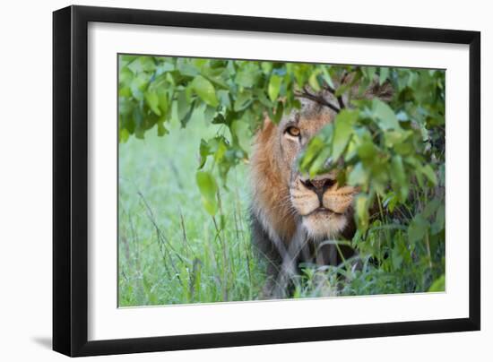 Portrait Of A Stalking Male Lion Hiding Behind A Bush Showing Only One Eye-Karine Aigner-Framed Photographic Print