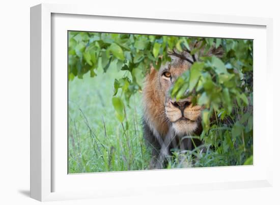 Portrait Of A Stalking Male Lion Hiding Behind A Bush Showing Only One Eye-Karine Aigner-Framed Photographic Print