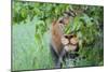 Portrait Of A Stalking Male Lion Hiding Behind A Bush Showing Only One Eye-Karine Aigner-Mounted Photographic Print