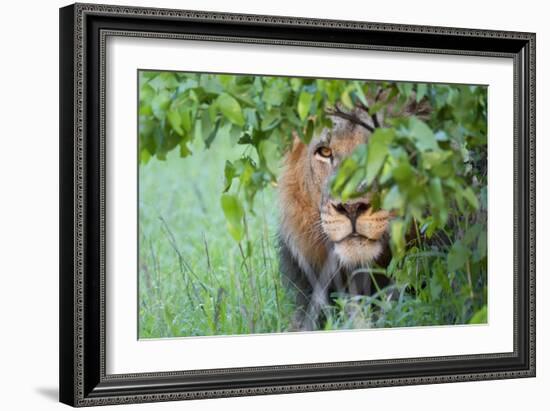 Portrait Of A Stalking Male Lion Hiding Behind A Bush Showing Only One Eye-Karine Aigner-Framed Photographic Print