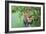 Portrait Of A Stalking Male Lion Hiding Behind A Bush Showing Only One Eye-Karine Aigner-Framed Photographic Print