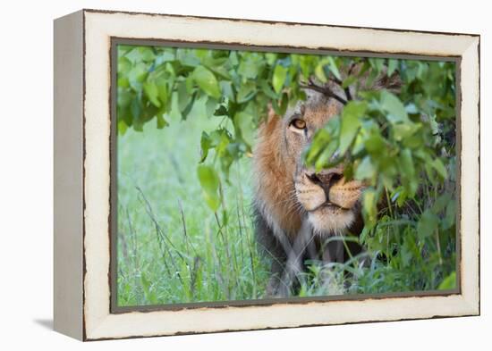 Portrait Of A Stalking Male Lion Hiding Behind A Bush Showing Only One Eye-Karine Aigner-Framed Premier Image Canvas