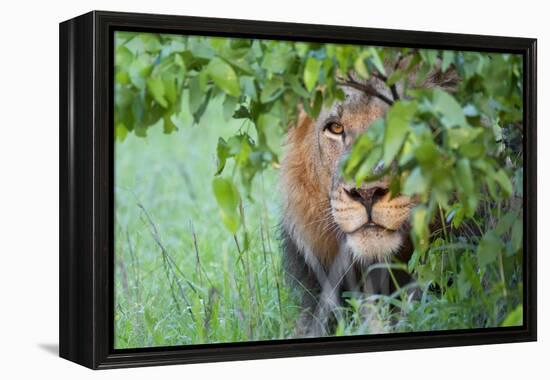 Portrait Of A Stalking Male Lion Hiding Behind A Bush Showing Only One Eye-Karine Aigner-Framed Premier Image Canvas