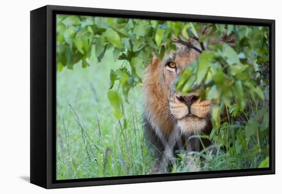 Portrait Of A Stalking Male Lion Hiding Behind A Bush Showing Only One Eye-Karine Aigner-Framed Premier Image Canvas