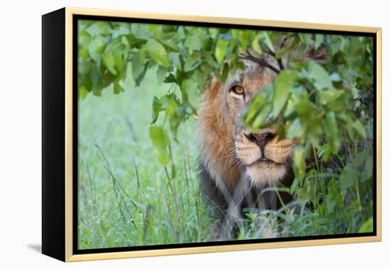 Portrait Of A Stalking Male Lion Hiding Behind A Bush Showing Only One Eye-Karine Aigner-Framed Premier Image Canvas