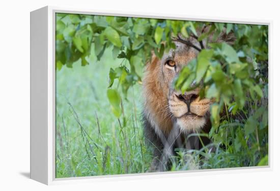 Portrait Of A Stalking Male Lion Hiding Behind A Bush Showing Only One Eye-Karine Aigner-Framed Premier Image Canvas