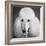 Portrait of a Standard Poodle Dog-Panoramic Images-Framed Photographic Print