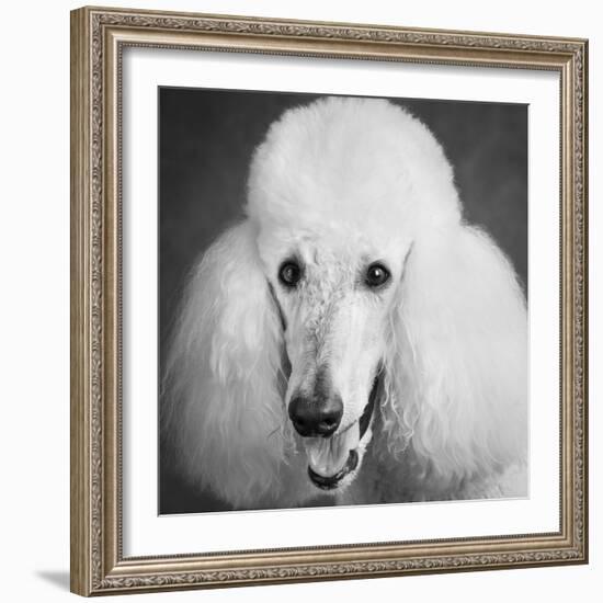 Portrait of a Standard Poodle Dog-Panoramic Images-Framed Photographic Print