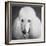 Portrait of a Standard Poodle Dog-Panoramic Images-Framed Photographic Print