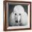 Portrait of a Standard Poodle Dog-Panoramic Images-Framed Photographic Print