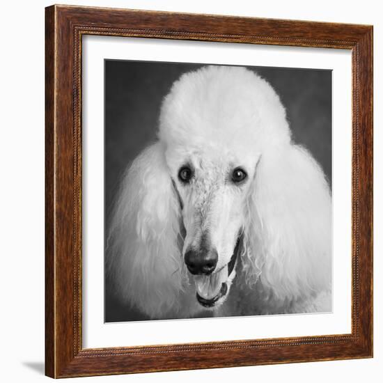 Portrait of a Standard Poodle Dog-Panoramic Images-Framed Photographic Print