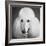 Portrait of a Standard Poodle Dog-Panoramic Images-Framed Photographic Print