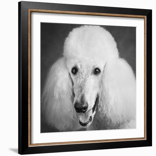 Portrait of a Standard Poodle Dog-Panoramic Images-Framed Photographic Print