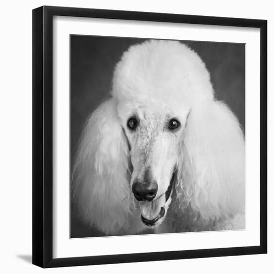 Portrait of a Standard Poodle Dog-Panoramic Images-Framed Photographic Print