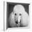 Portrait of a Standard Poodle Dog-Panoramic Images-Framed Photographic Print