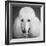 Portrait of a Standard Poodle Dog-Panoramic Images-Framed Photographic Print