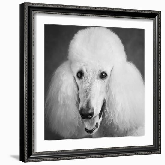 Portrait of a Standard Poodle Dog-Panoramic Images-Framed Photographic Print