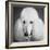 Portrait of a Standard Poodle Dog-Panoramic Images-Framed Photographic Print