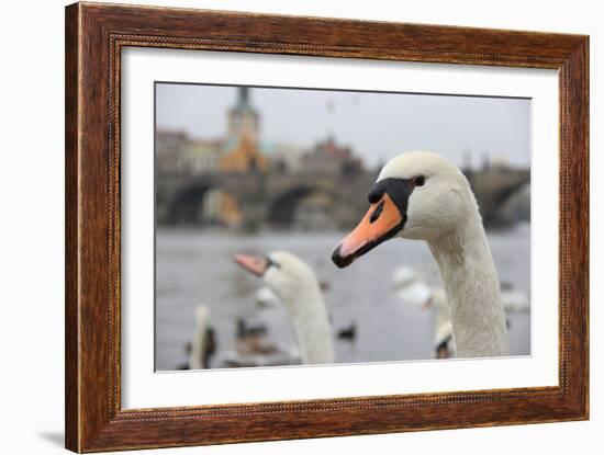 Portrait of A Swan in Prague-FERKHOVA-Framed Photographic Print