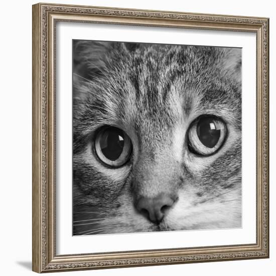 Portrait of a Tabby Cat-Panoramic Images-Framed Photographic Print