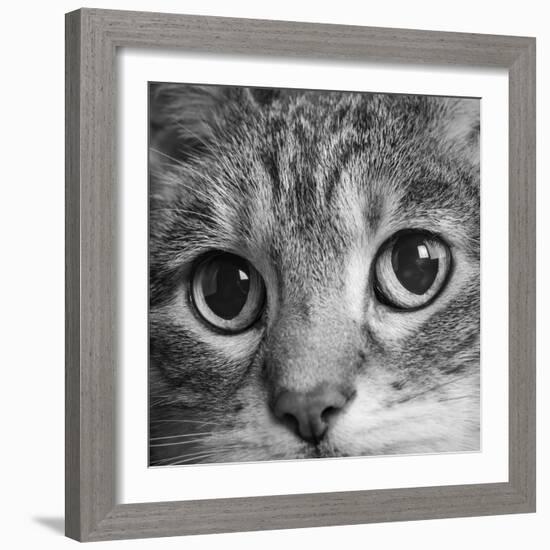 Portrait of a Tabby Cat-Panoramic Images-Framed Photographic Print