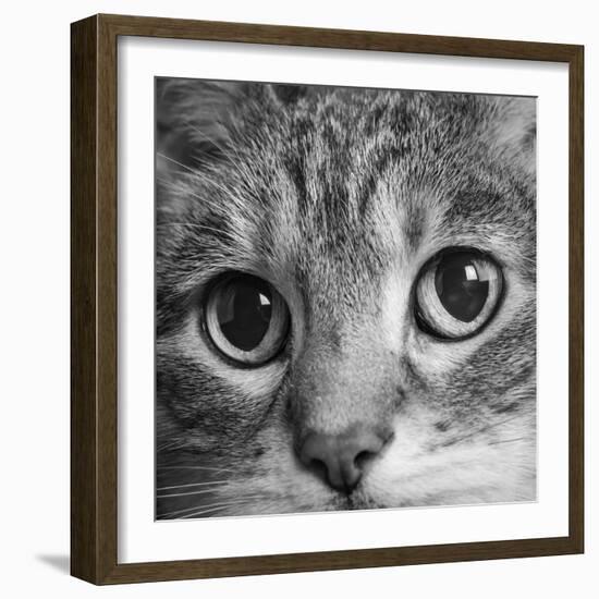 Portrait of a Tabby Cat-Panoramic Images-Framed Photographic Print