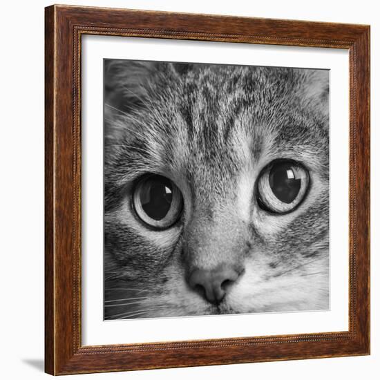 Portrait of a Tabby Cat-Panoramic Images-Framed Photographic Print