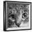 Portrait of a Tabby Cat-Panoramic Images-Framed Photographic Print