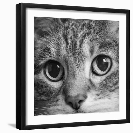 Portrait of a Tabby Cat-Panoramic Images-Framed Photographic Print