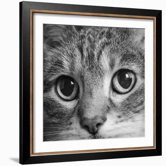 Portrait of a Tabby Cat-Panoramic Images-Framed Photographic Print