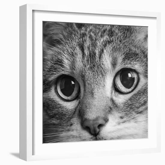 Portrait of a Tabby Cat-Panoramic Images-Framed Photographic Print