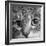 Portrait of a Tabby Cat-Panoramic Images-Framed Photographic Print