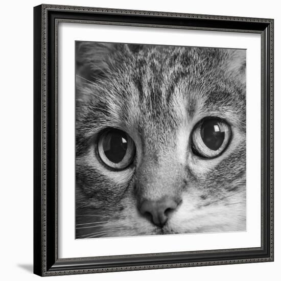 Portrait of a Tabby Cat-Panoramic Images-Framed Photographic Print