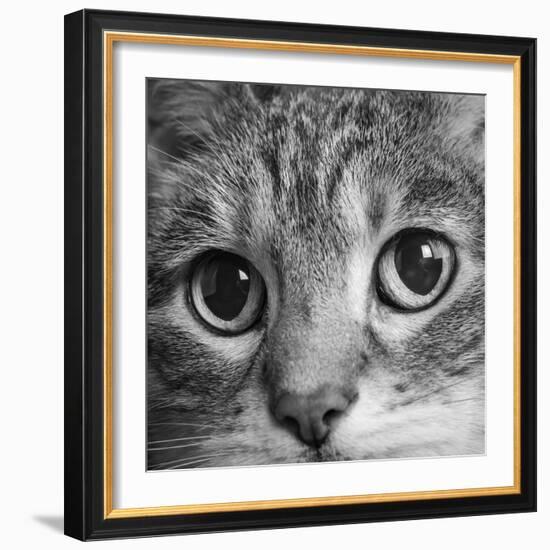 Portrait of a Tabby Cat-Panoramic Images-Framed Photographic Print