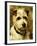 Portrait of a Terrier: Darkie, 1903-John Emms-Framed Giclee Print