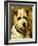 Portrait of a Terrier: Darkie, 1903-John Emms-Framed Giclee Print