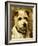 Portrait of a Terrier: Darkie, 1903-John Emms-Framed Giclee Print