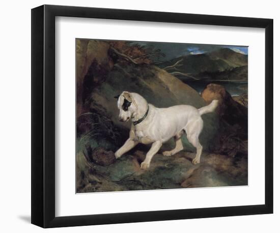 Portrait of a Terrier-Edwin Henry Landseer-Framed Giclee Print