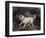 Portrait of a Terrier-Edwin Henry Landseer-Framed Giclee Print