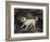 Portrait of a Terrier-Edwin Henry Landseer-Framed Giclee Print