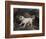 Portrait of a Terrier-Edwin Henry Landseer-Framed Giclee Print