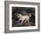 Portrait of a Terrier-Edwin Henry Landseer-Framed Giclee Print