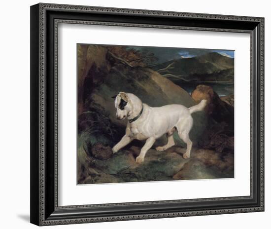 Portrait of a Terrier-Edwin Henry Landseer-Framed Giclee Print