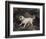 Portrait of a Terrier-Edwin Henry Landseer-Framed Giclee Print
