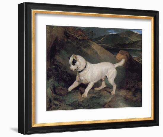 Portrait of a Terrier-Edwin Henry Landseer-Framed Giclee Print