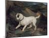 Portrait of a Terrier-Edwin Henry Landseer-Mounted Giclee Print