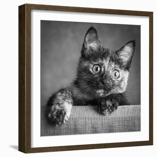 Portrait of a Tortoiseshell Cat-Panoramic Images-Framed Photographic Print