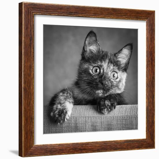 Portrait of a Tortoiseshell Cat-Panoramic Images-Framed Photographic Print